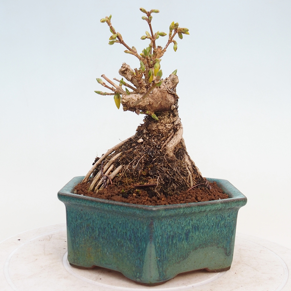 Bonsai im Freien - Forsythie - Forsythia intermedia 