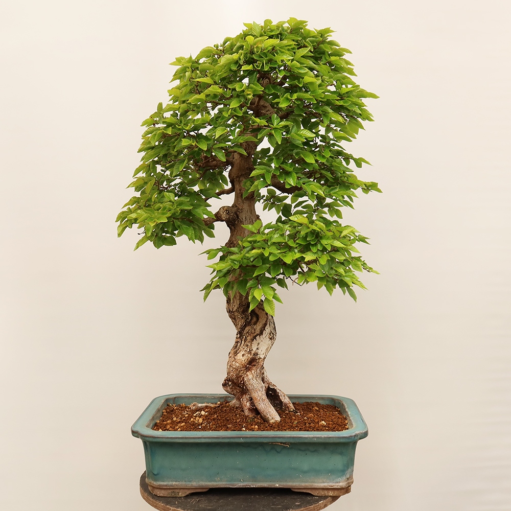 Bonsai im Freien - Carpinus Coreana - Koreanische Hainbuche