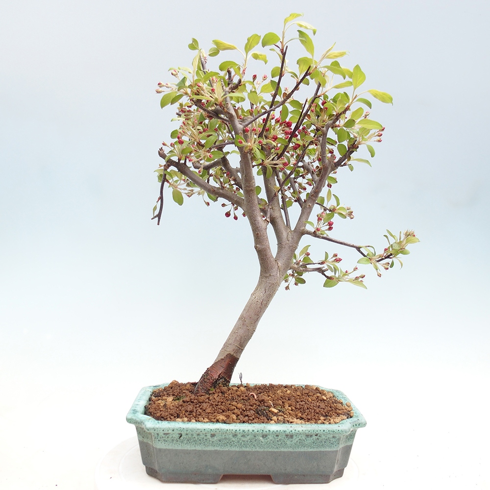 Outdoor-Bonsai -Malus domestica - Kleinfrüchtiger rotblättriger Apfelbaum