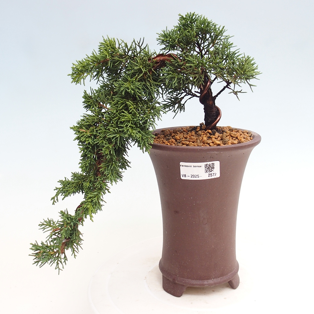 Bonsai im Freien - Juniperus chinensis Kishu - Chinesischer Wacholder