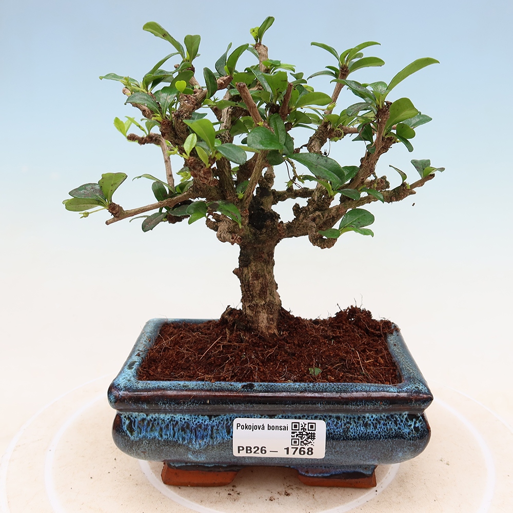 Zimmer-Bonsai - Carmona macrophylla - Tee-Fuki