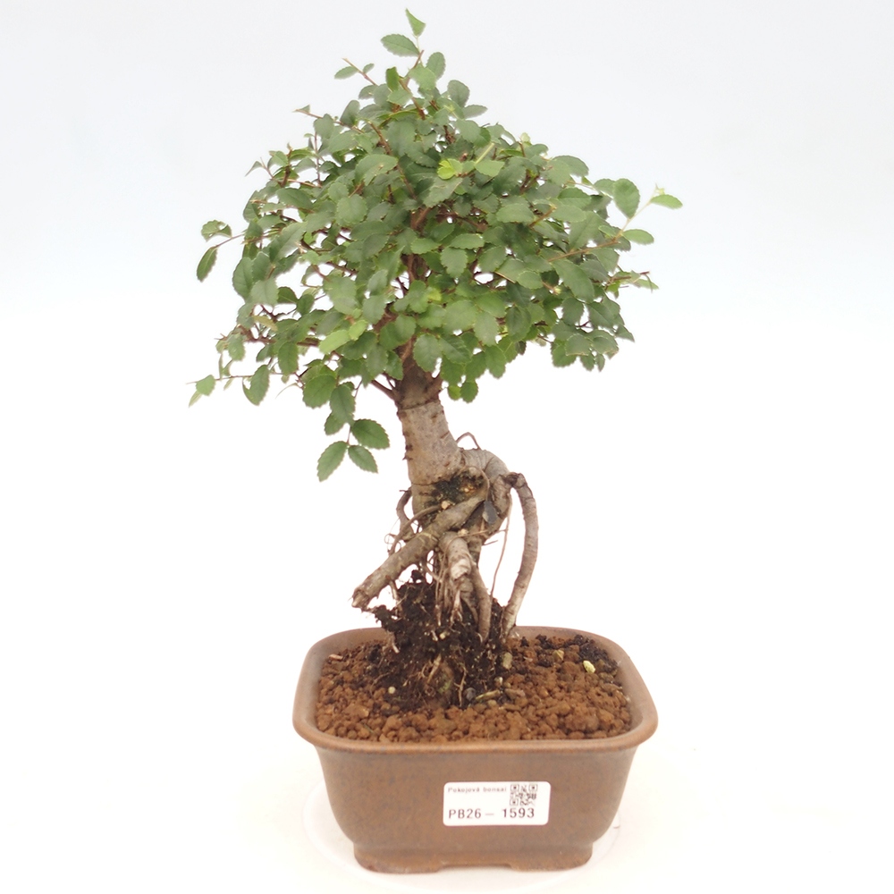 Zimmerbonsai - Ulmus parvifolia - Kleinblättrige Ulme