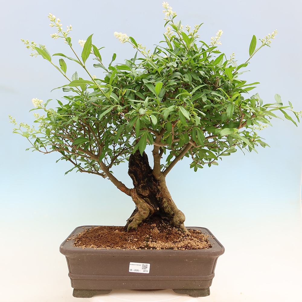 Bonsai für draußen - Ligustrum vulgare - Vogelschnabel