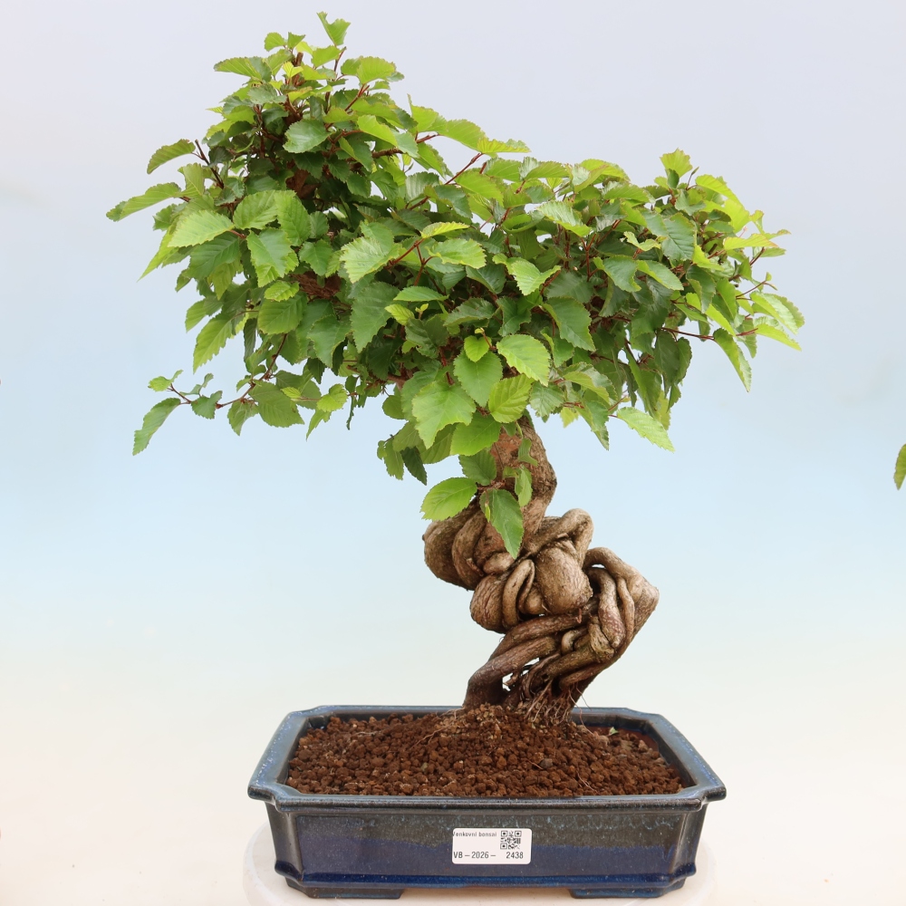 Bonsai für draußen - Karpinus Coreana - Koreanische Hainbuche