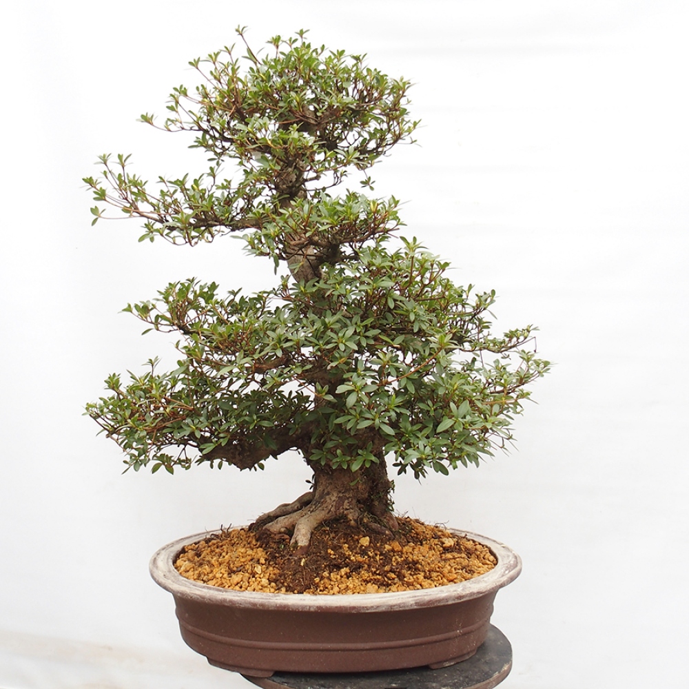 Bonsai im Freien - Japanische Azalee - Azalea Byakuren