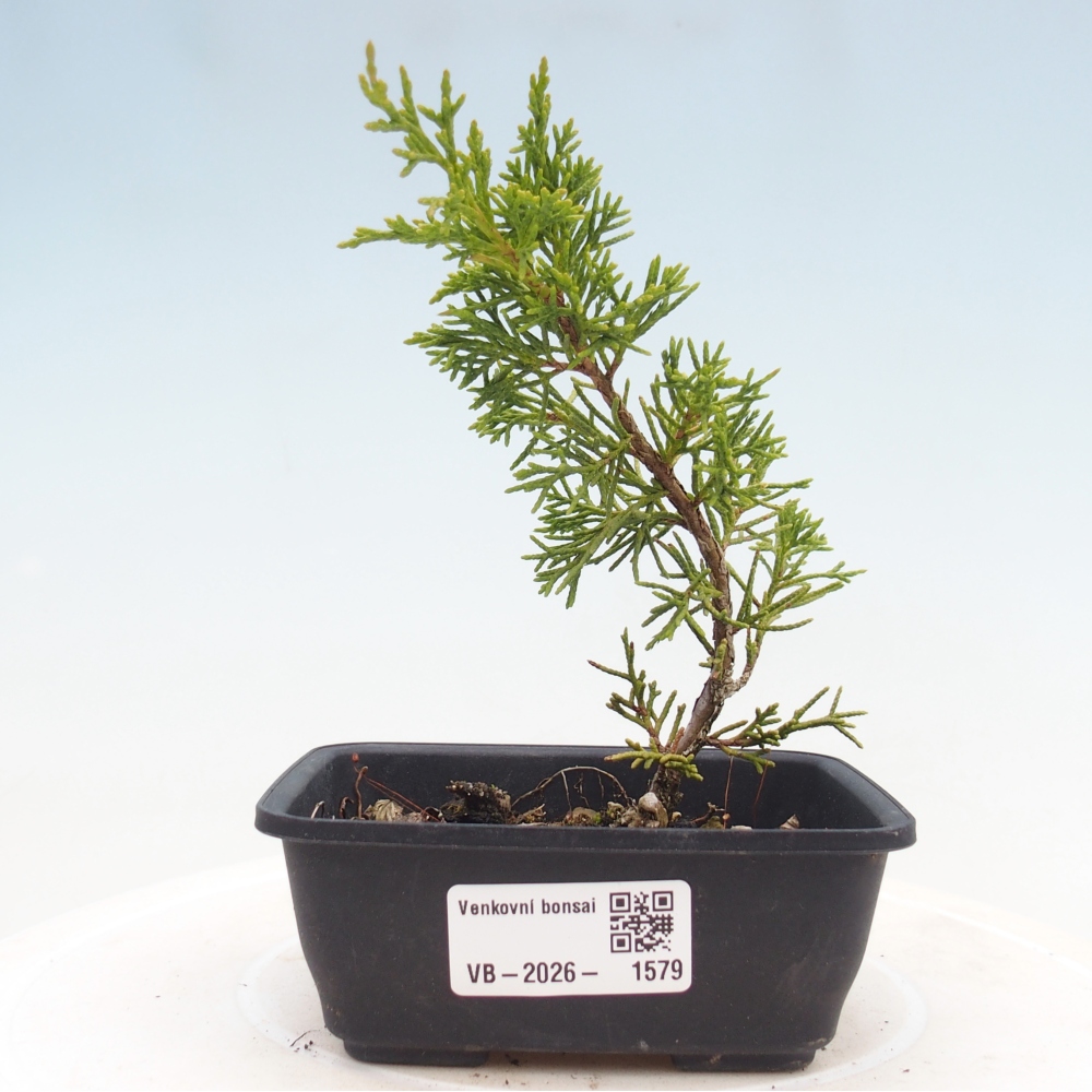 Bonsai für draußen - Juniperus chinensis Itoigawa