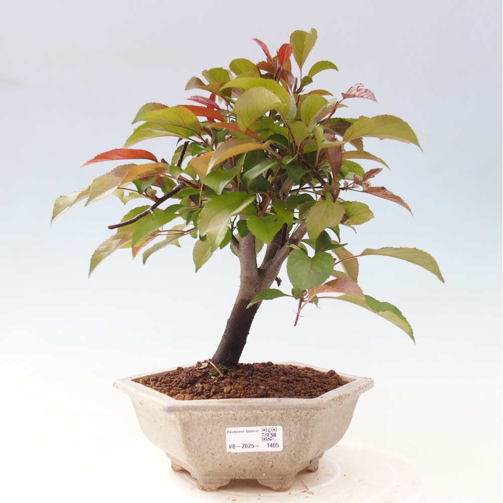 Freilandbonsai - Malus Domestica - Kleinfruchtiger rotblättriger Apfelbaum