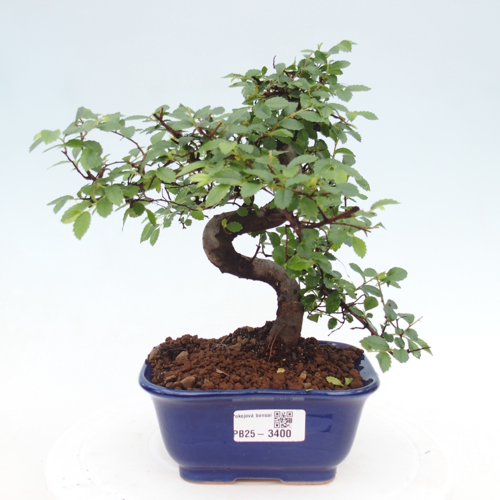 Zimmerbonsai - Ulmus parvifolia - Kleinblättrige Ulme