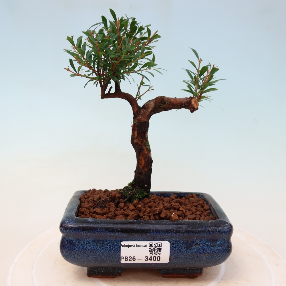 Zimmer Bonsai - Syzygium - Piment