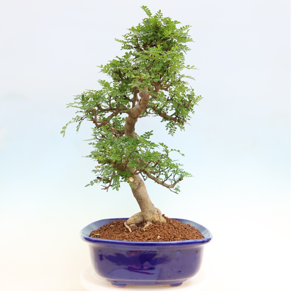 Zimmer Bonsai - Zantoxylum piperitum - Pfefferbaum