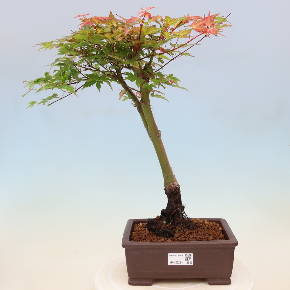 Spitzahorn - Acer palmatum Beni Tsukasa