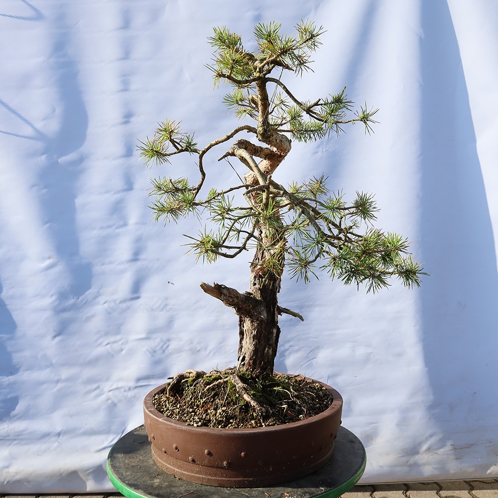 Pinus sylvestris Spanien – Waldkiefer