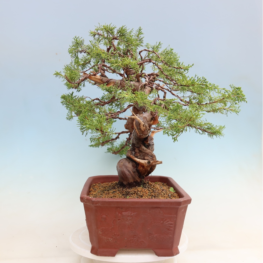 Bonsai für draußen - Juniperus chinensis Itoigawa-Juniperus chinensis