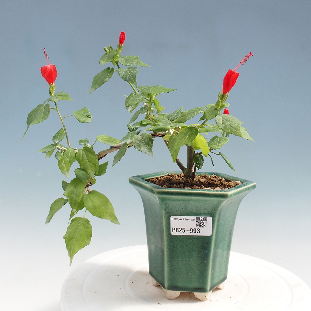 Zimmerbonsai - Malvaviscus arboreus - holziger Hibiskus