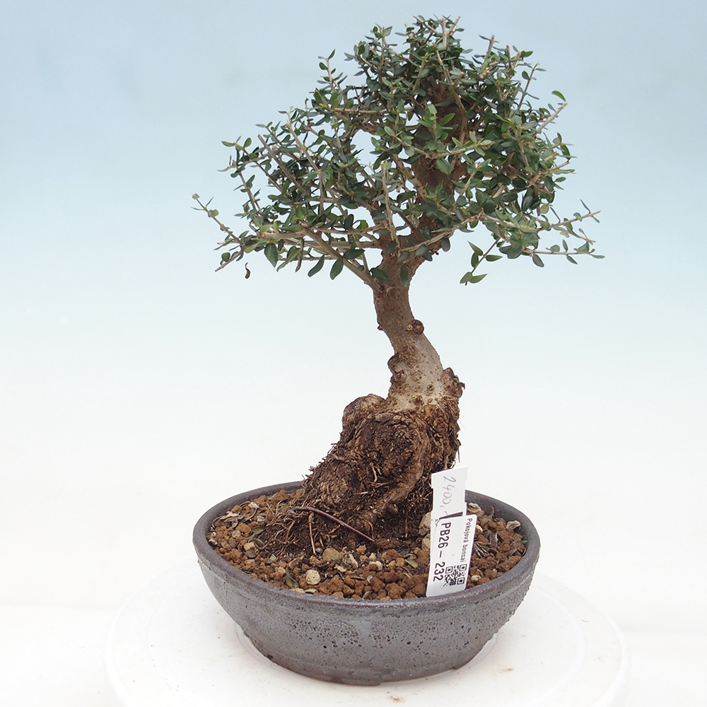 Zimmerbonsai - Olea europaea sylvestris