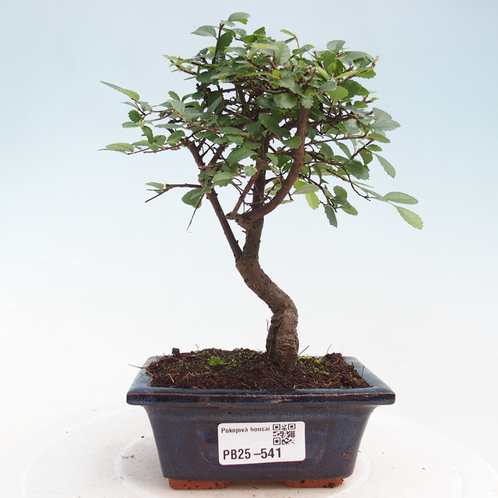 Zimmerbonsai - Ulmus parvifolia - Kleinblättrige Ulme