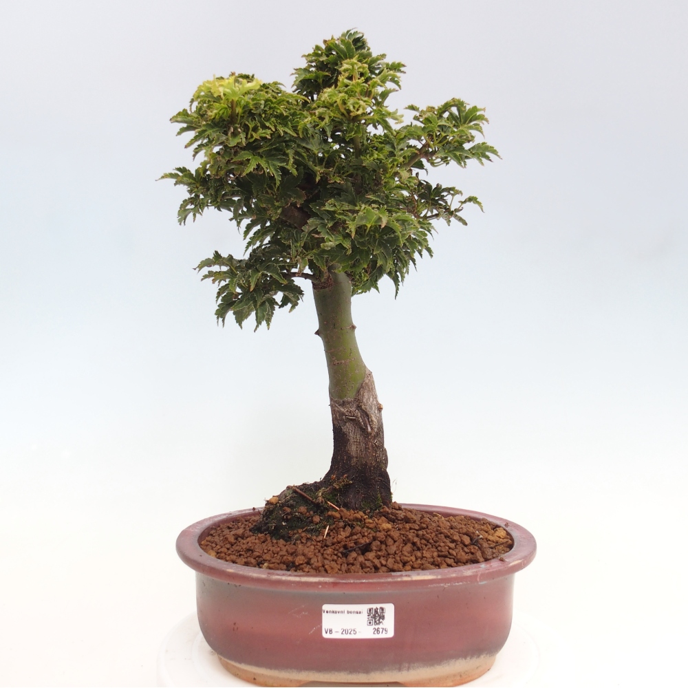 Bonsai im Freien - Acer palmatum Shishigashira-Ahorn