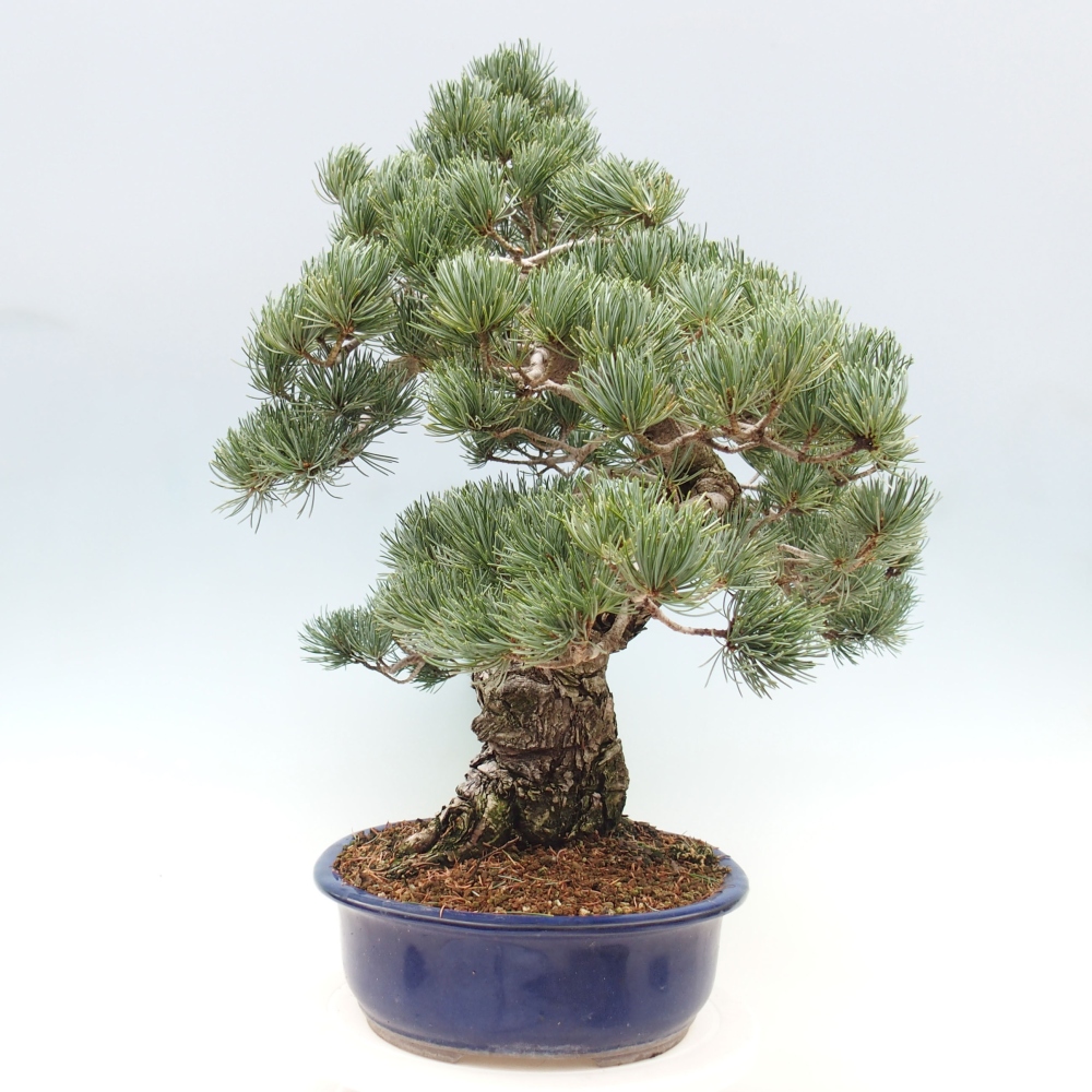 Bonsai im Freien - Pinus parviflora - kleine Kiefer