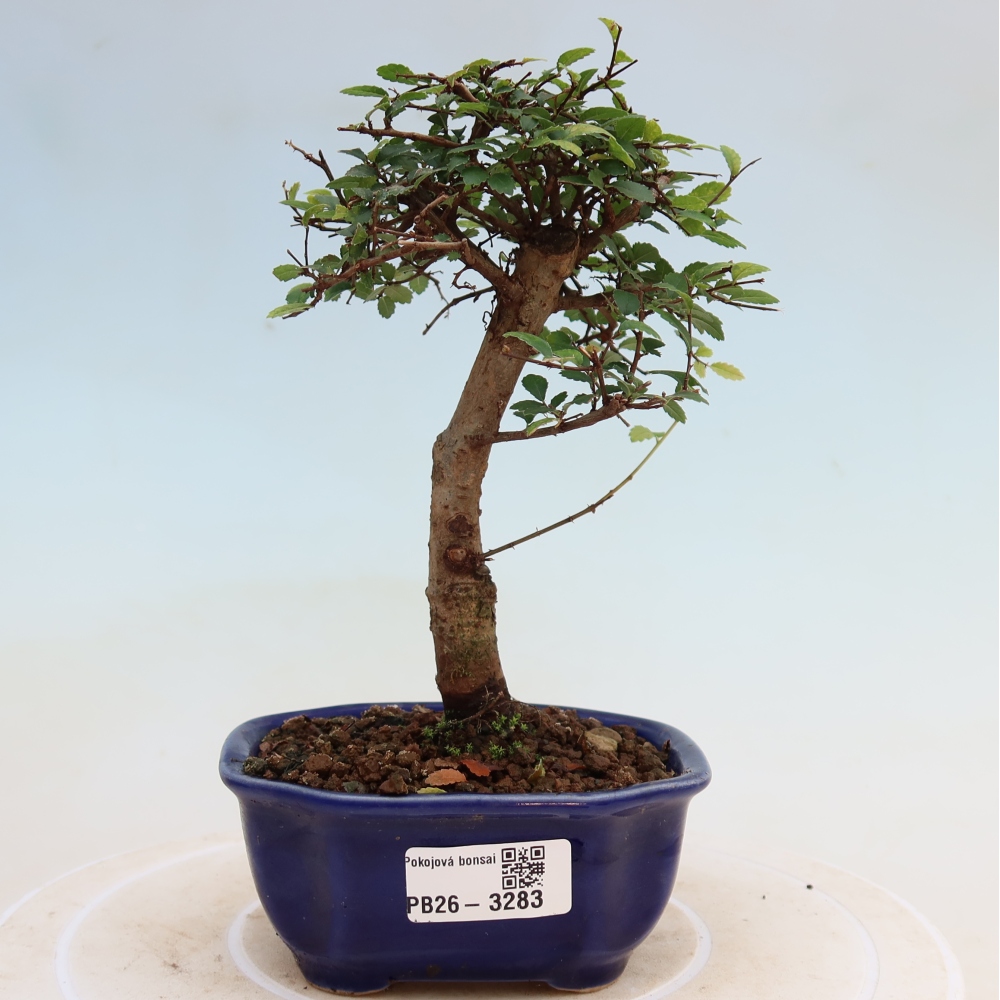 Zimmerbonsai - Ulmus parvifolia - Kleinblättrige Ulme