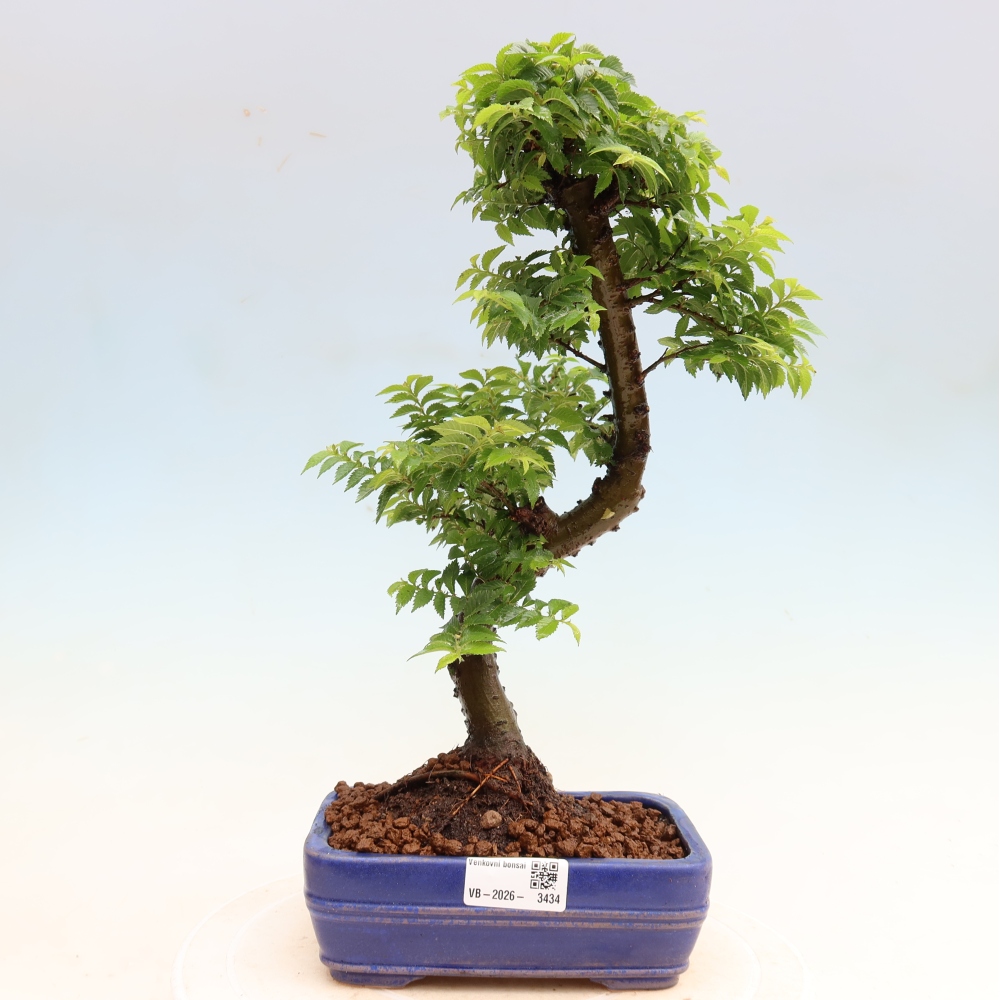 Bonsai für den Außenbereich – Ulmus Jacqueline Hillier – Pappelulme