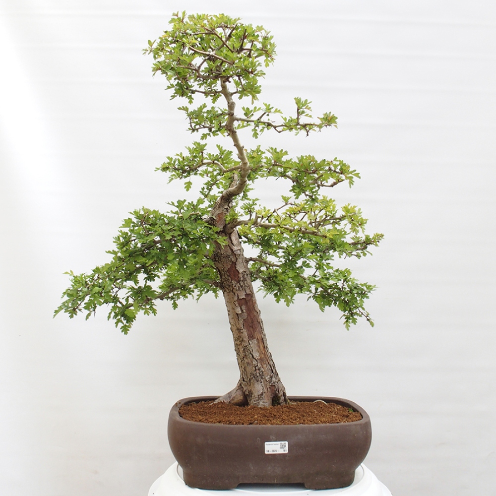 Bonsai im Freien - Weißdorn - Crataegus monogyna