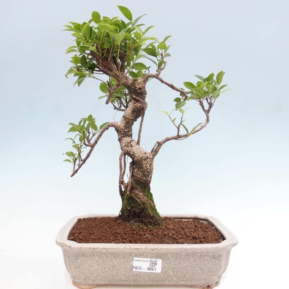 Zimmerbonsai - Ficus kimmen - kleinblättriger Ficus