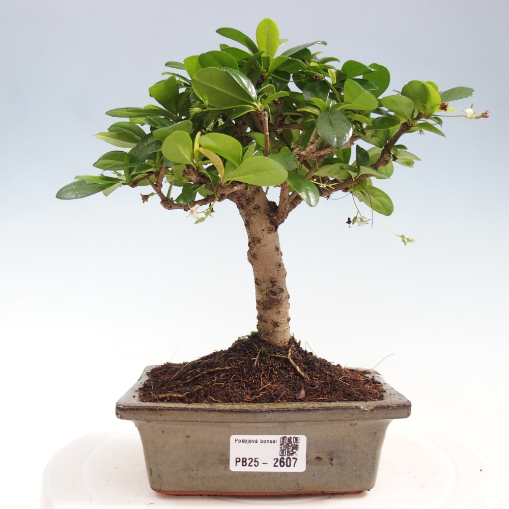 Zimmerbonsai - Carmona Macrophylla - Fuki-Tee