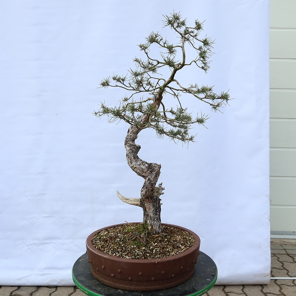 Pinus sylvestris Spanien – Waldkiefer