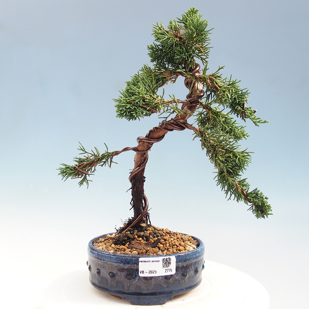 Bonsai im Freien - Juniperus chinensis Kishu - Chinesischer Wacholder