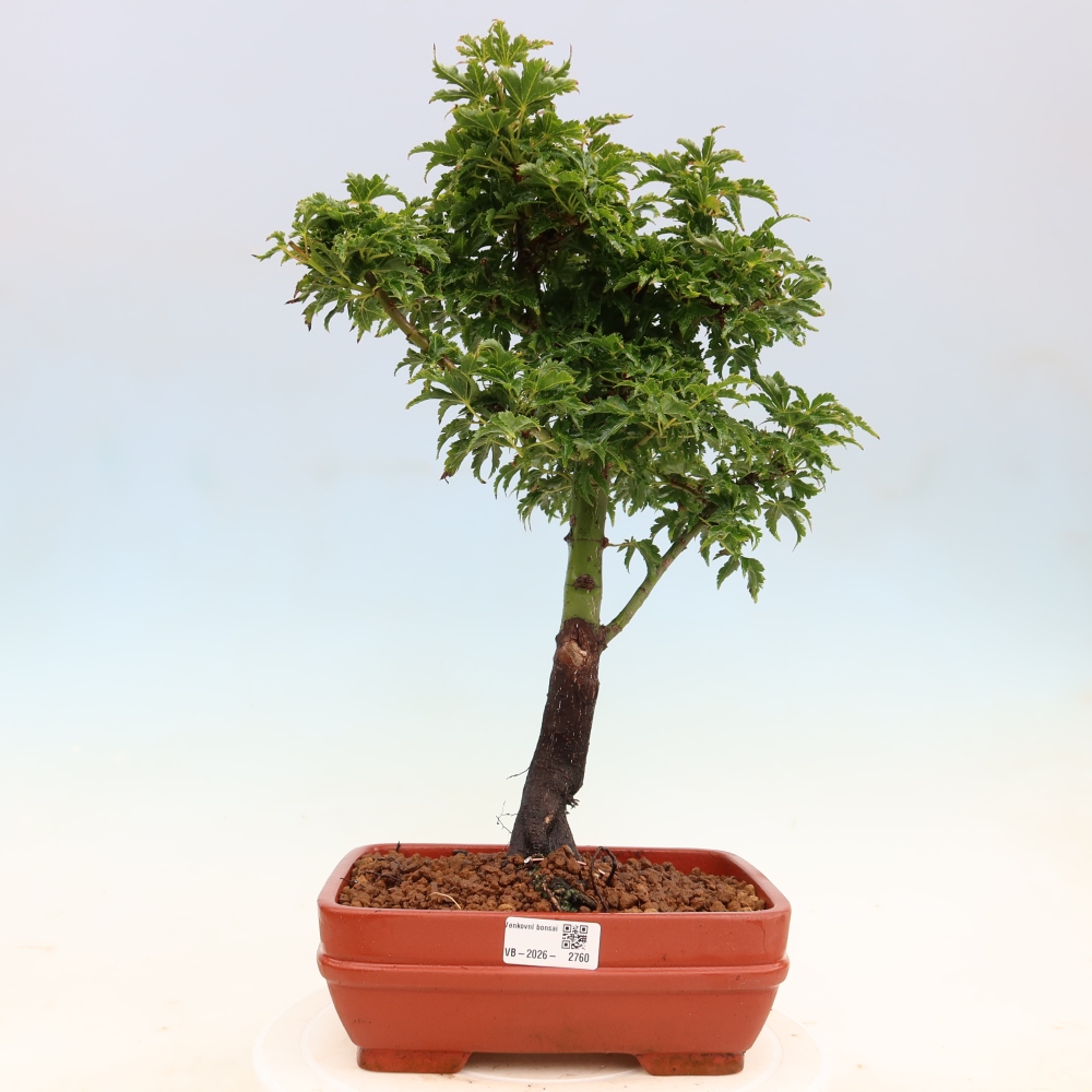Bonsai für draußen -Javor-Palme Acer palmatum Shishigashira