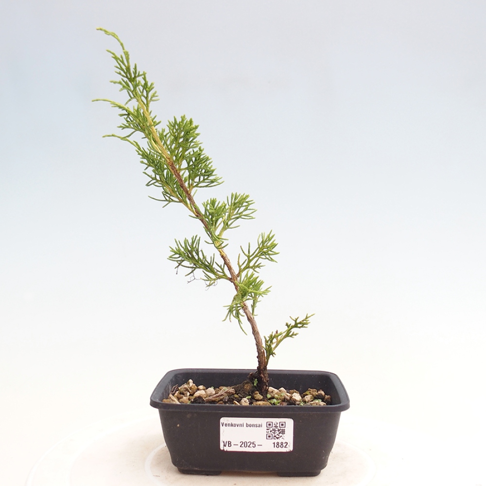 Outdoor bonsai - Juniperus chinensis Itoigawa - Chinese juniper