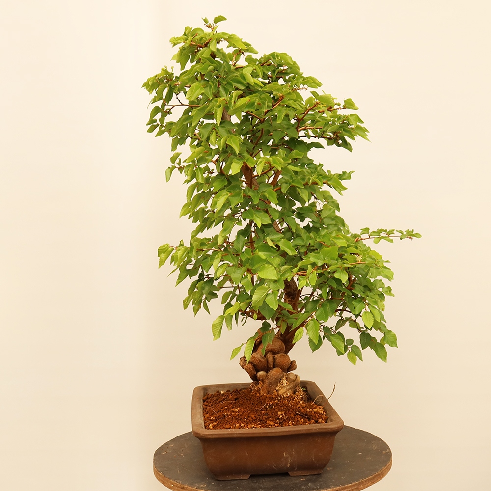 Bonsai im Freien - Carpinus Coreana - Koreanische Hainbuche