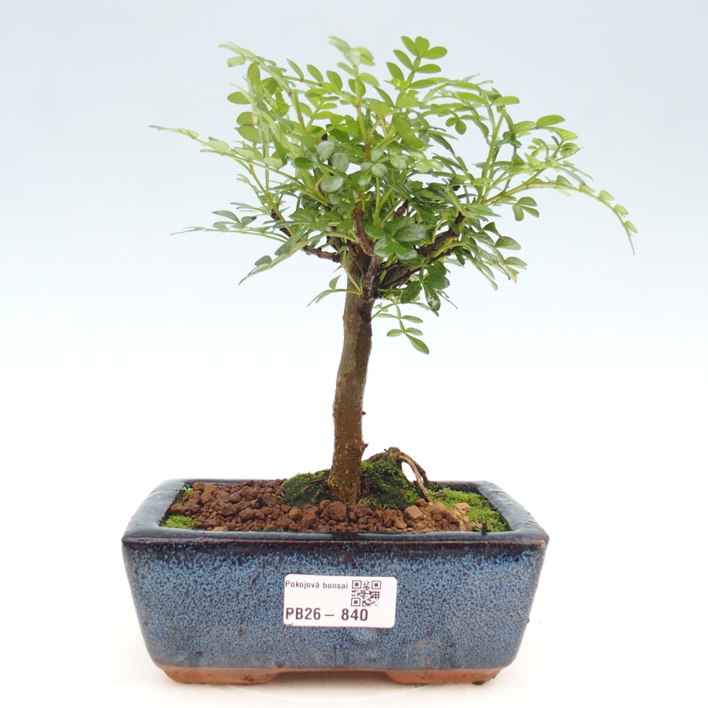 Zimmer Bonsai - Zantoxylum piperitum - Pfefferbaum