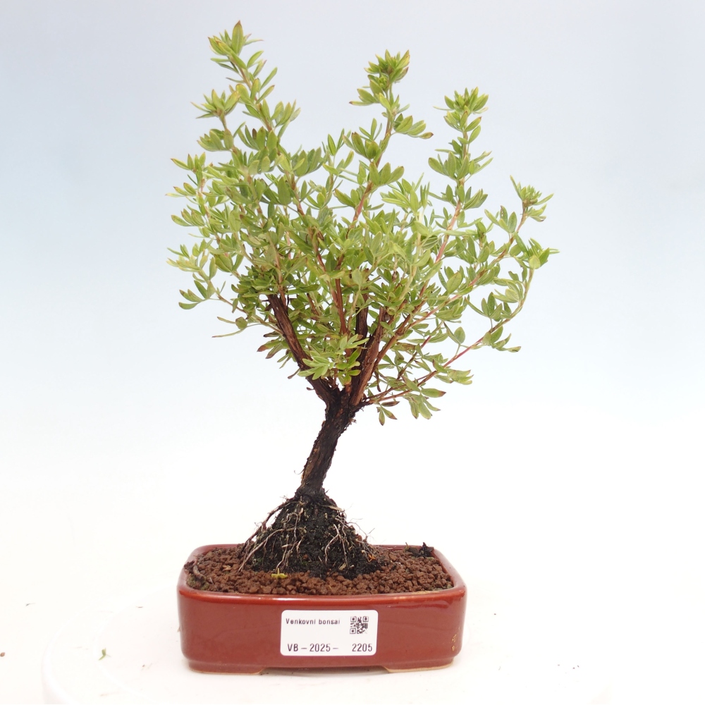 Outdoor-Bonsai-Fingerkraut - Potentila fruticosa gelber Vogel