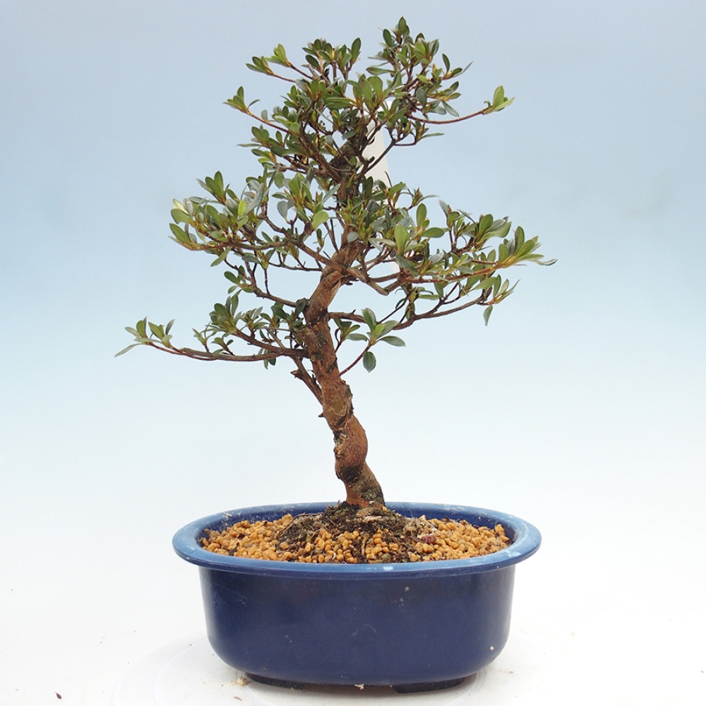 Bonsai für draußen - Japanische Azalee - Azalea Mio