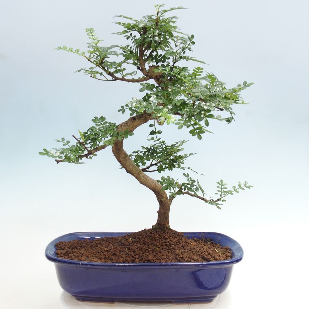 Zimmer Bonsai - Zantoxylum piperitum - Pfefferbaum