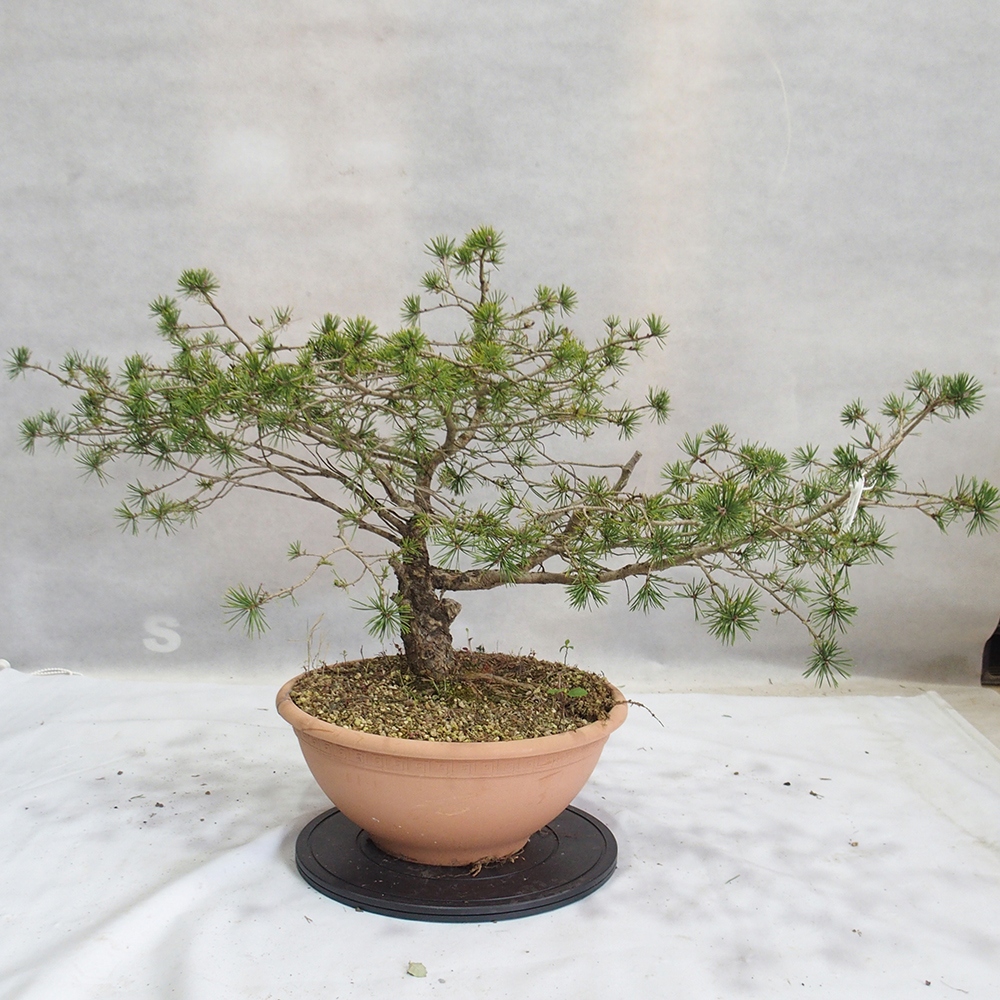Yamadori - Pinus sylvestris 