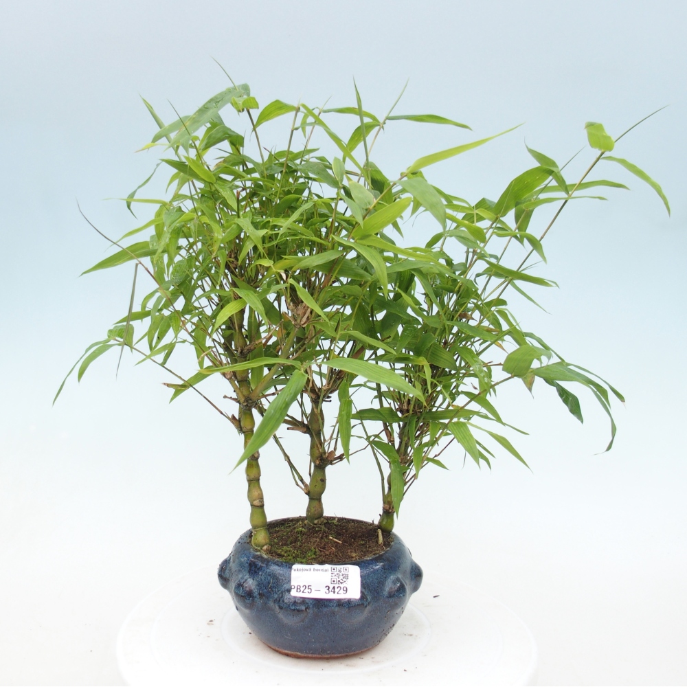 Zimmer Bonsai - Bambus budha-Bambus budha bauch