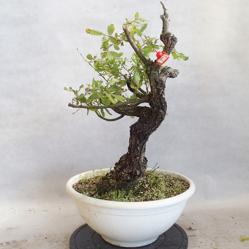 Freilandbonsai Quercus Cerris - Eiche Cer