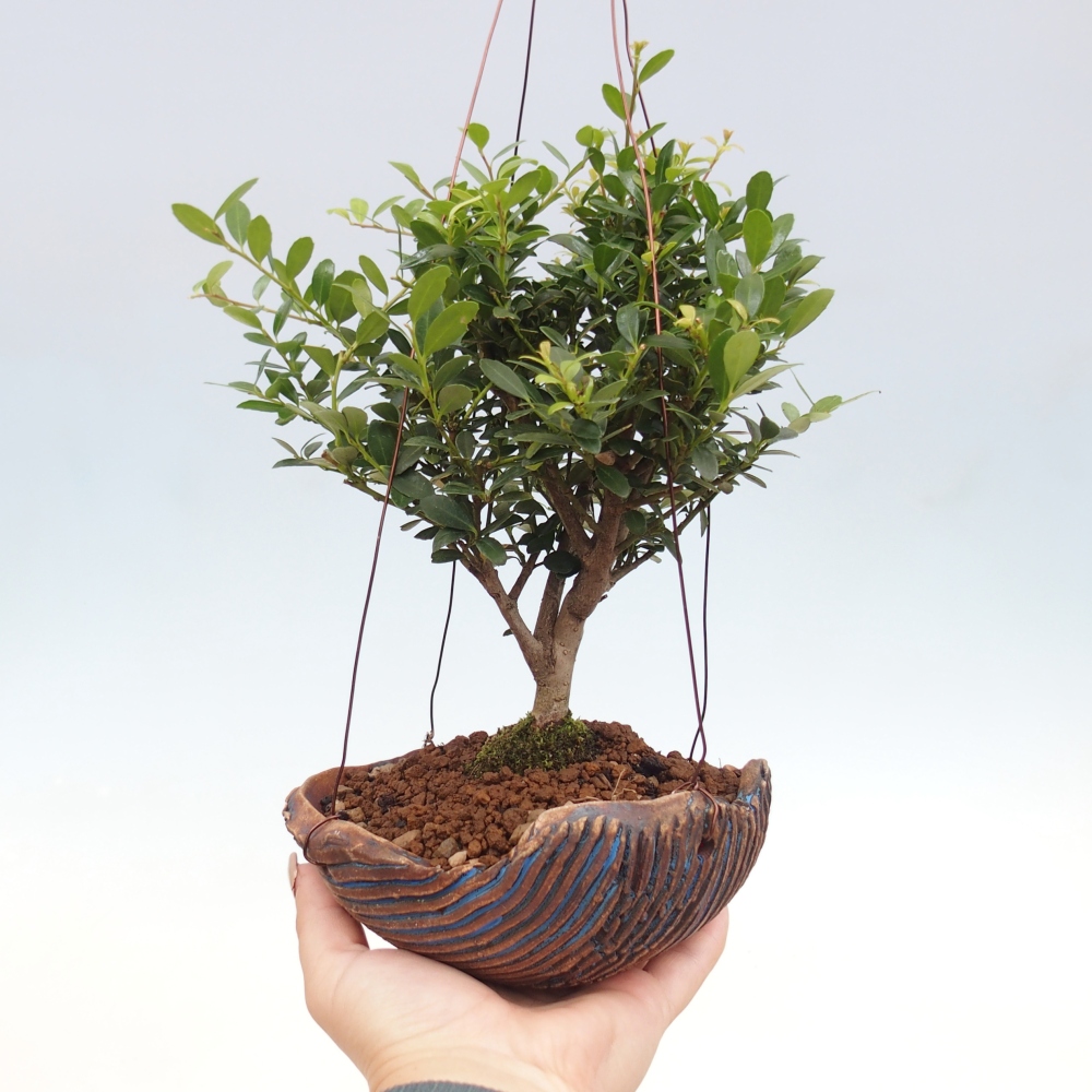 Kokedama aus Keramik - Ilex crenata - Holly
