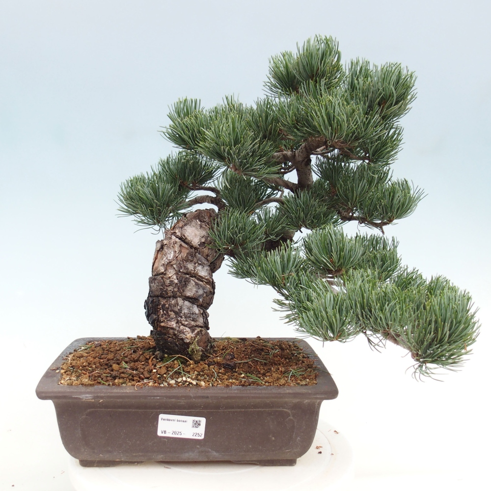 Bonsai im Freien - Pinus parviflora - kleine Kiefer