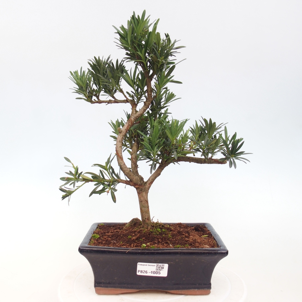 Zimmerbonsai - Podocarpus - Stein-Eibe