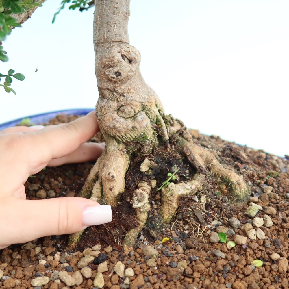 Zimmer Bonsai - Zantoxylum piperitum - Pfefferbaum