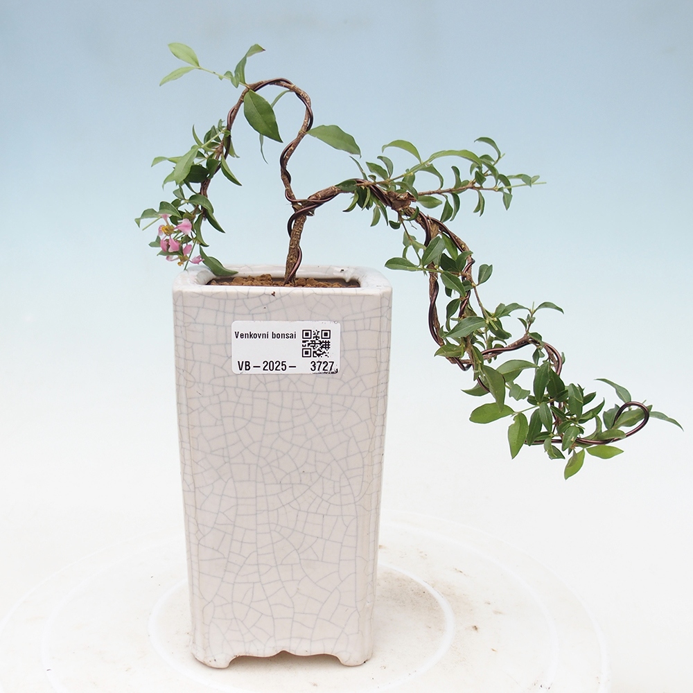 Zimmer Bonsai - Kirsche Malpighia coccigera- Barbdorská