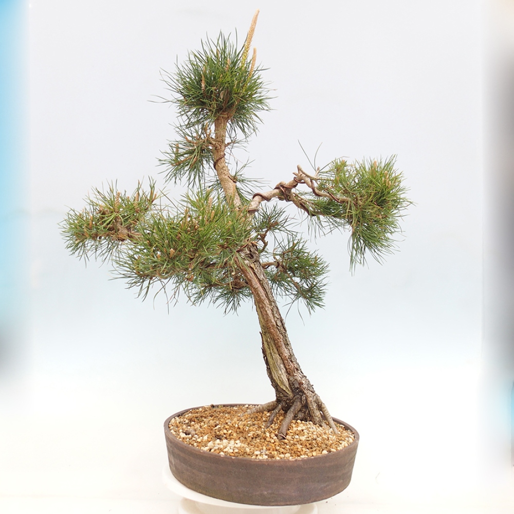 Bonsai für draußen - Pinus thunbergii - Thunberg-Kiefer