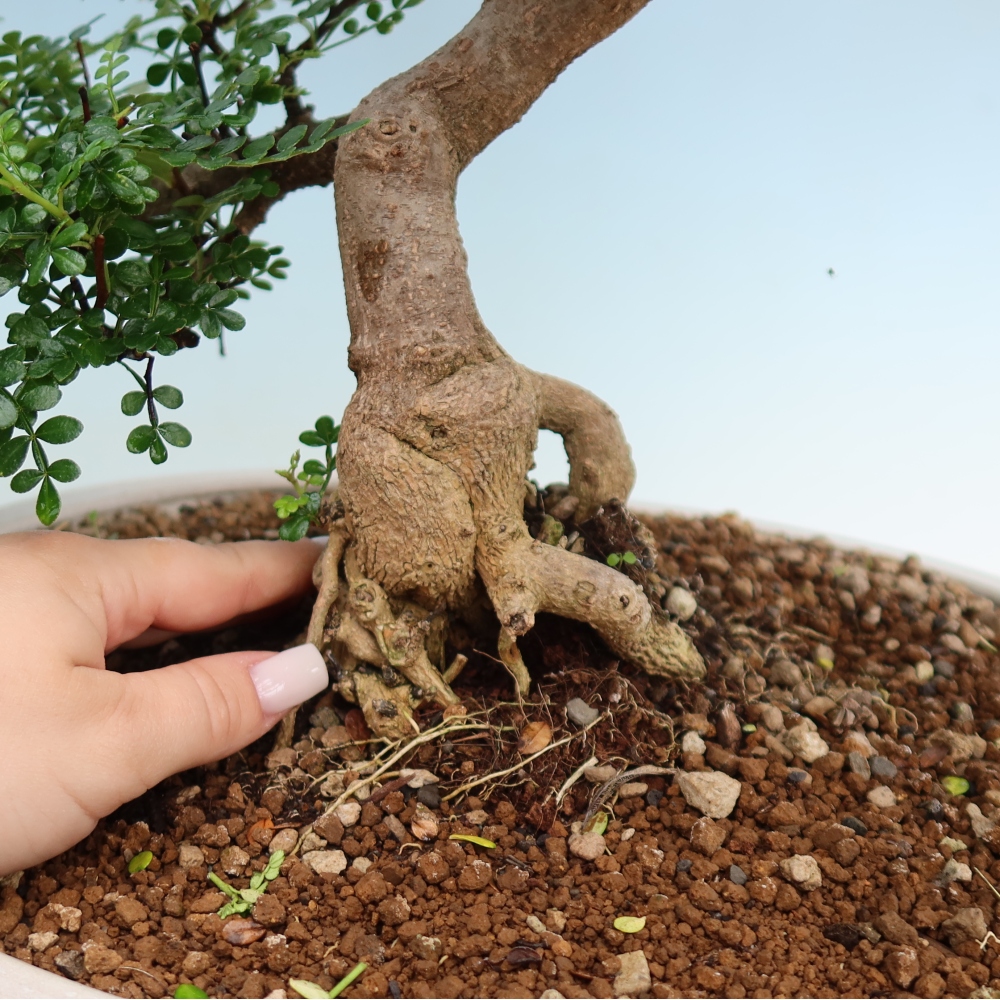 Zimmer Bonsai - Zantoxylum piperitum - Pfefferbaum