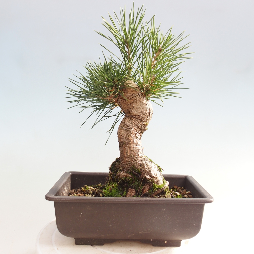 Bonsai für draußen - Pinus thunbergii - Thunberg-Kiefer