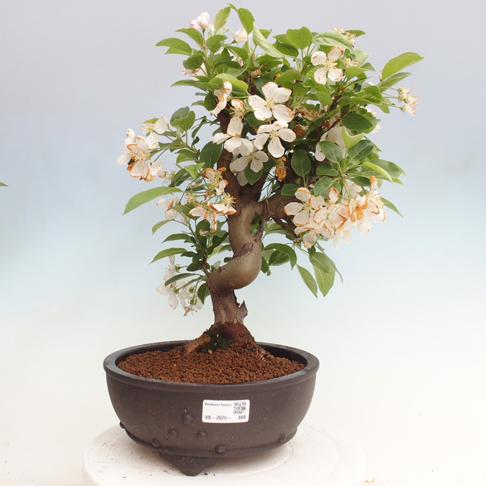 Bonsai im Freien - Malus halliana - Kleinfruchtiger Apfelbaum