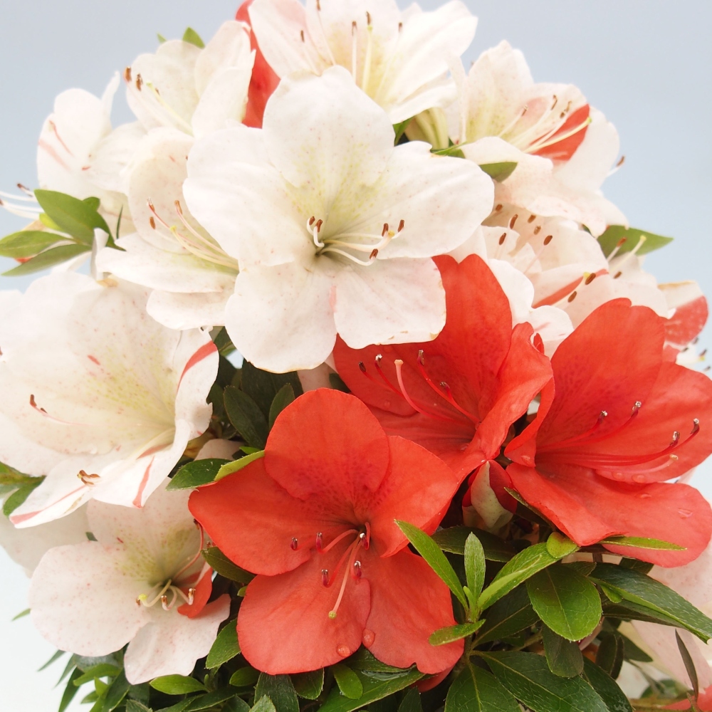 Bonsai im Freien - Japanische Azalee - Azalea Asazakura