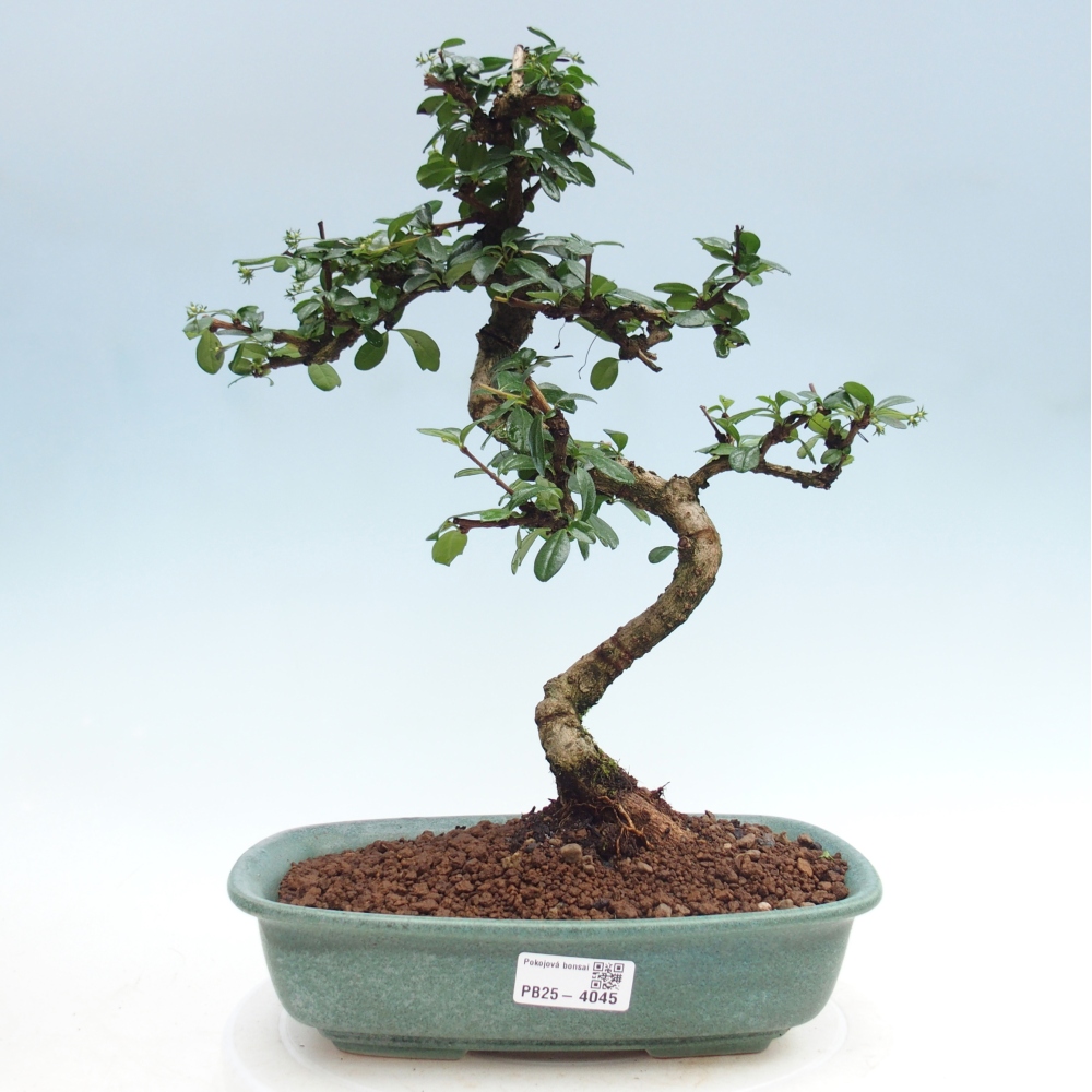 Zimmer-Bonsai - Carmona macrophylla - Tee-Fuki
